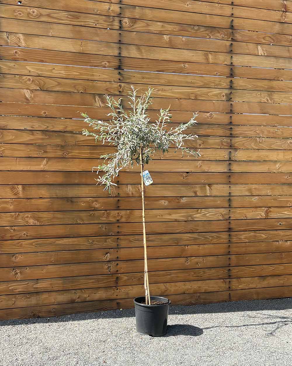 Hängende Wildbirne – Pyrus salicifolia ‘Pendula’ (Hochstamm) (Pre Sale)