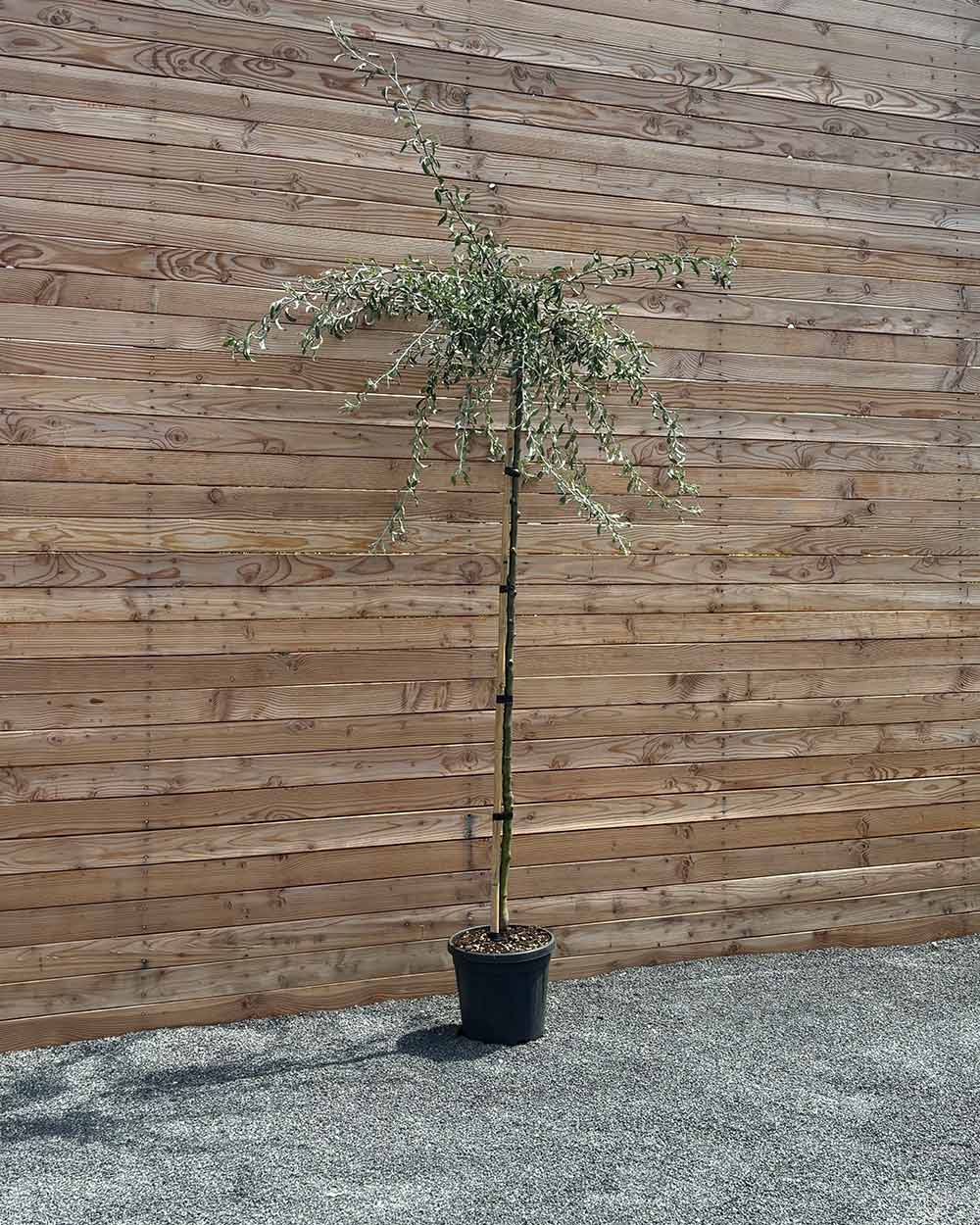 Hängende Wildbirne "Pyrus salicifolia Pendula" Hochstamm