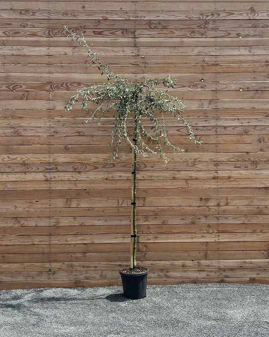 Hängende Wildbirne "Pyrus salicifolia Pendula" Hochstamm