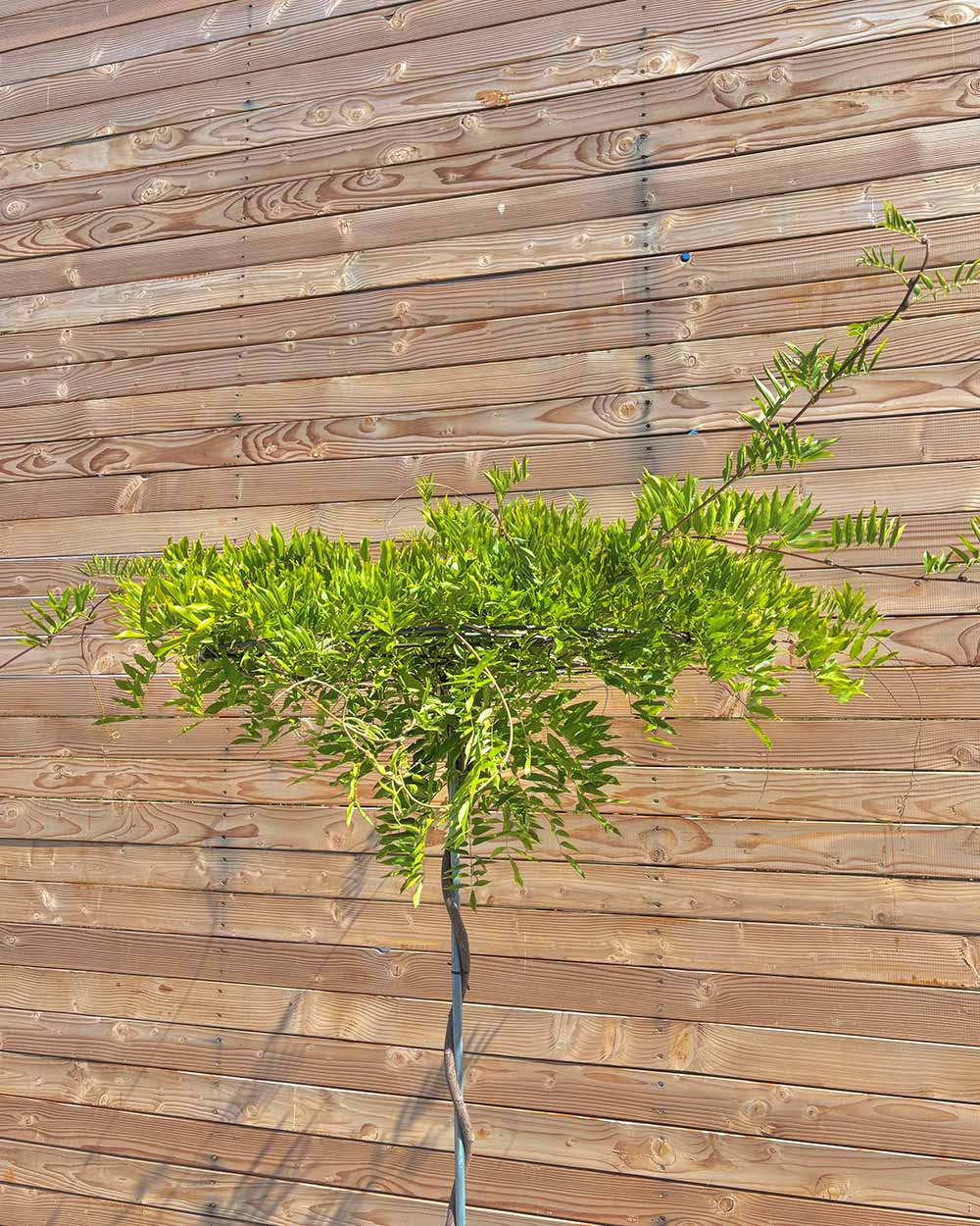 bonsai ender Juniper - Bonsai - Deadwood Collection