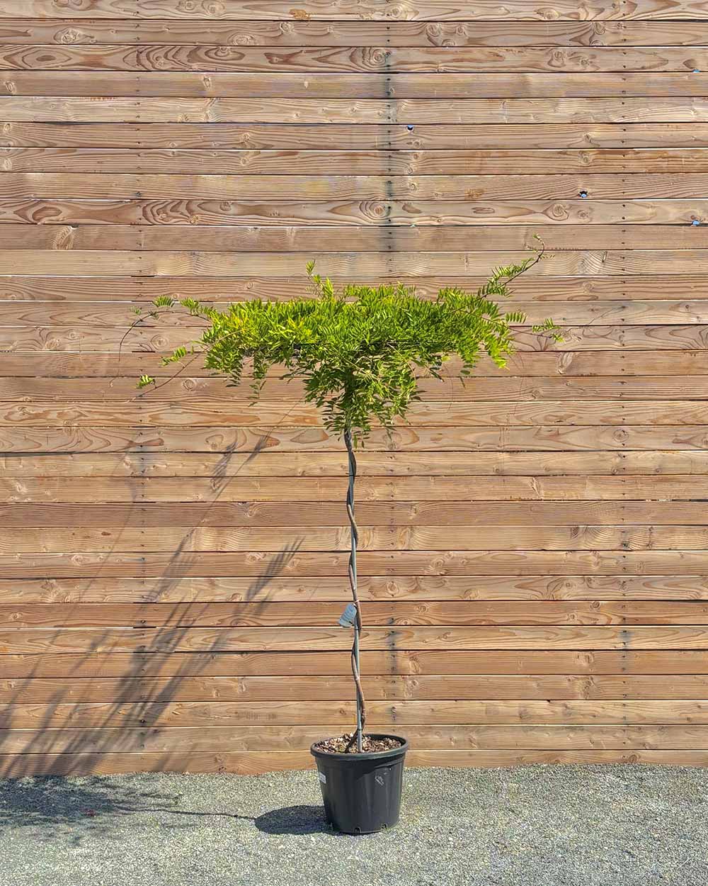 Japanischer Blauregen – Wisteria floribunda 'Ato Koku Riu' (Hochstamm) – Blupf by Kitzinger