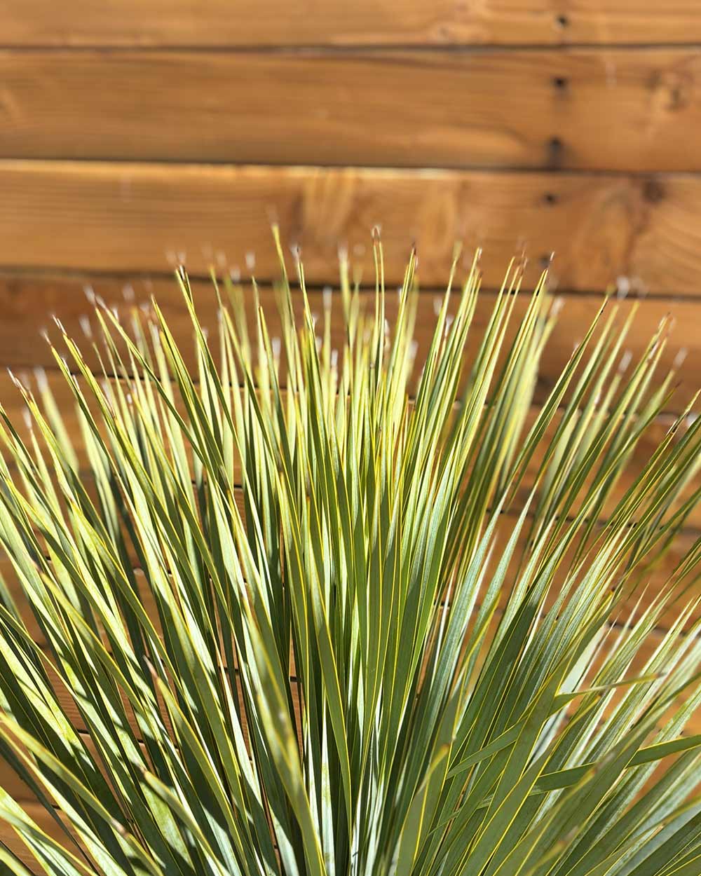 Palmlilie – Yucca rostrata