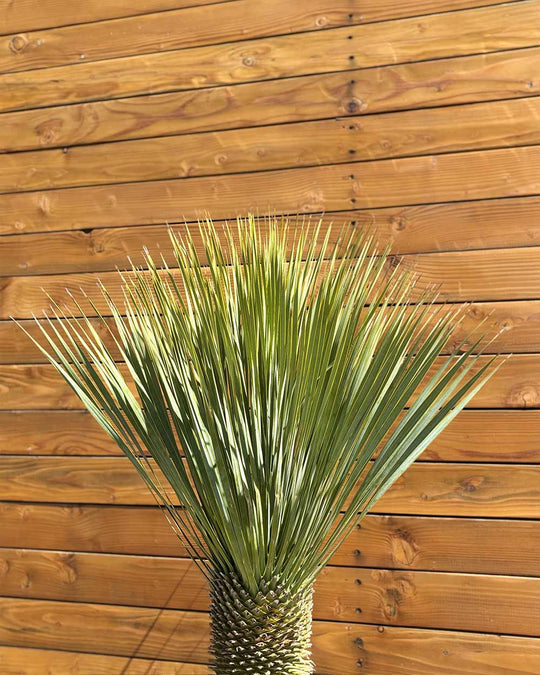Palmlilie – Yucca rostrata