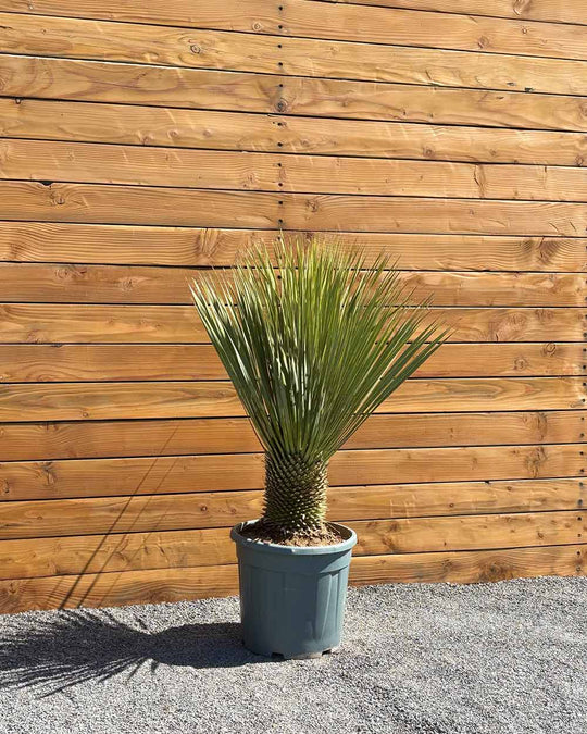 Palmlilie – Yucca rostrata
