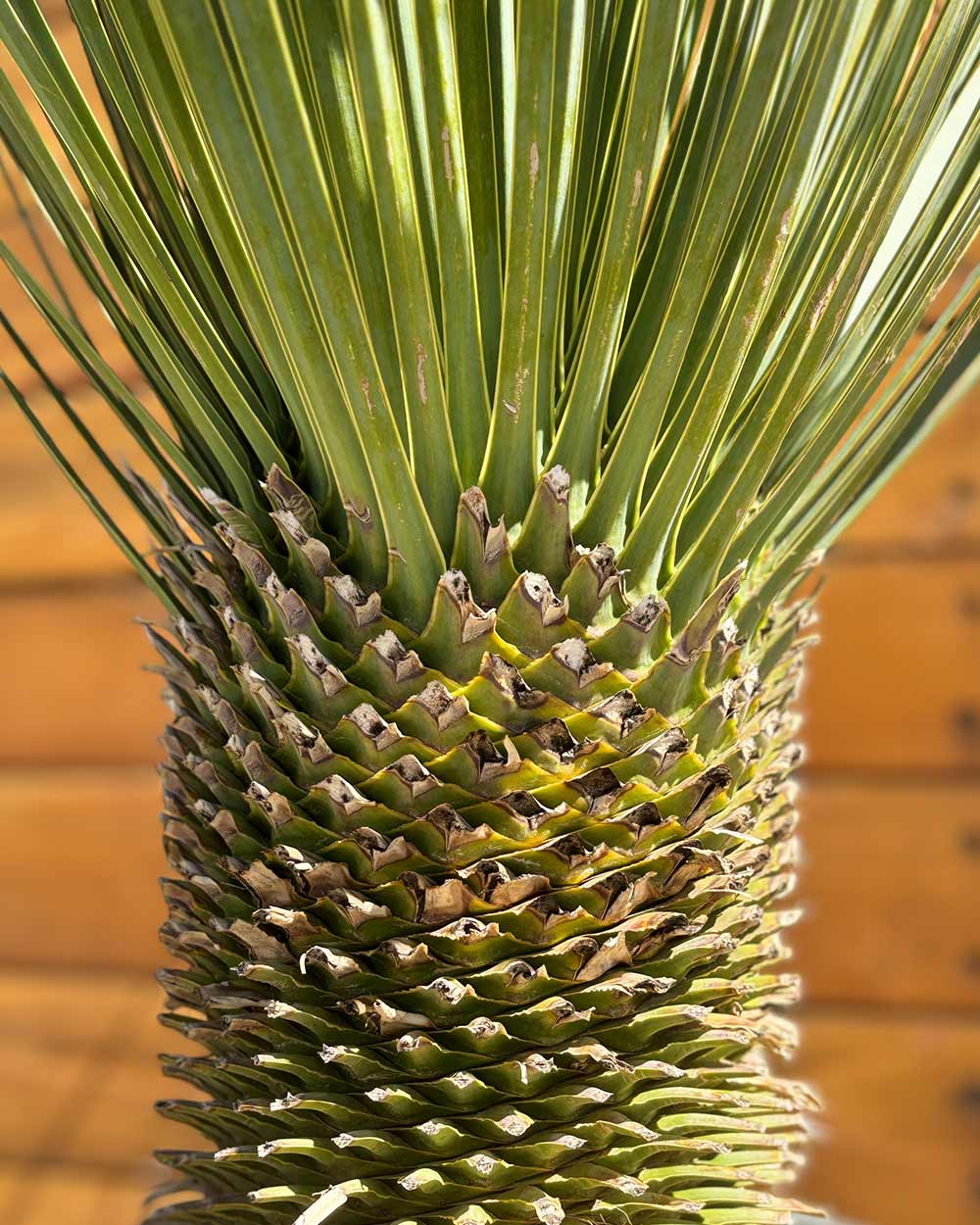 Palmlilie – Yucca rostrata