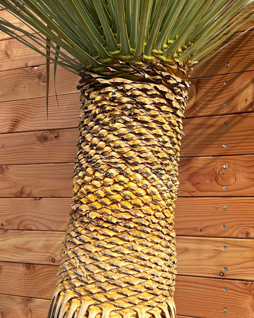 Palmlilie XL