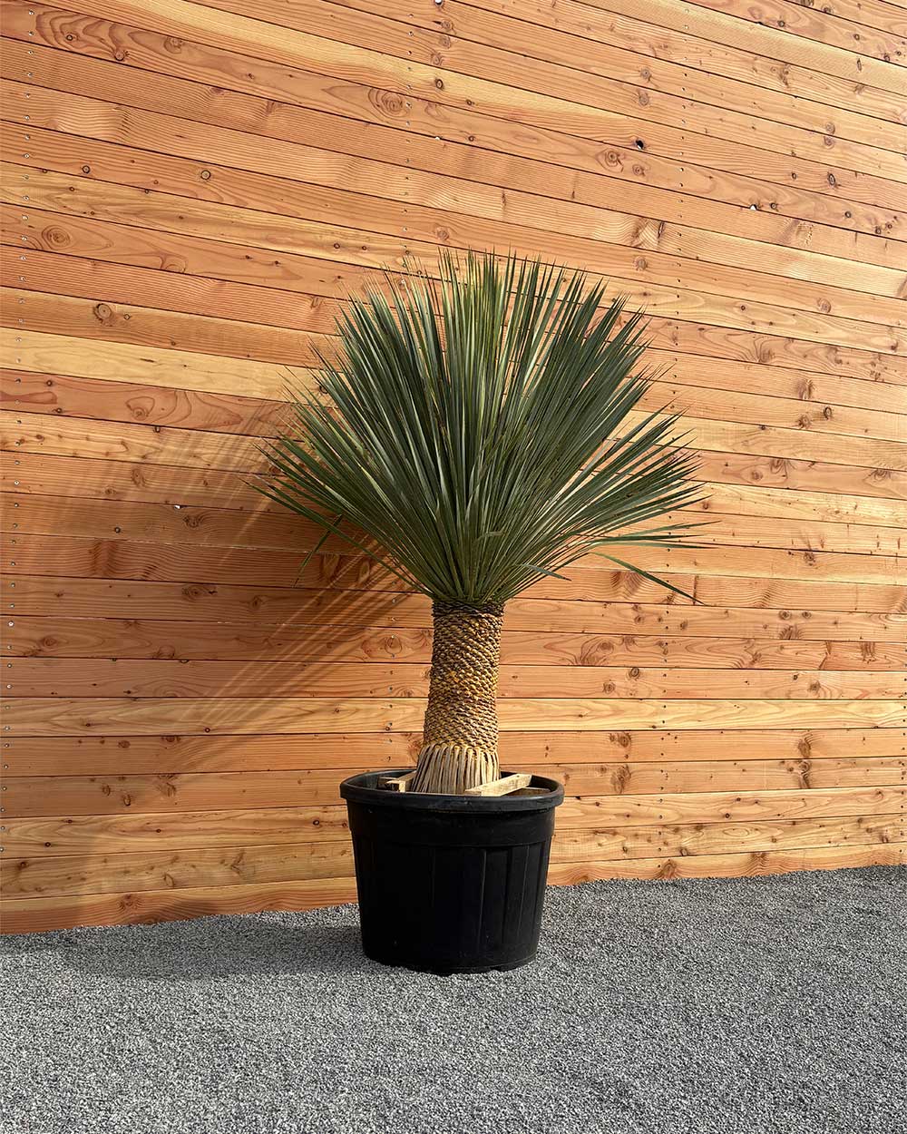 Palmlilie XL