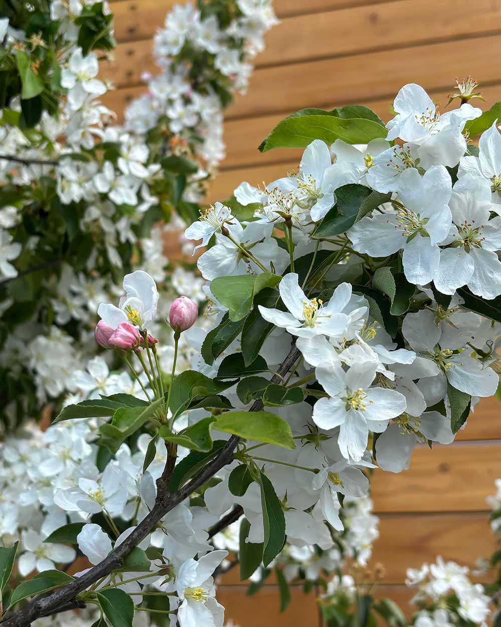 Zierapfel - Malus ‘Braendkjaer’ (Mehrstämmig)