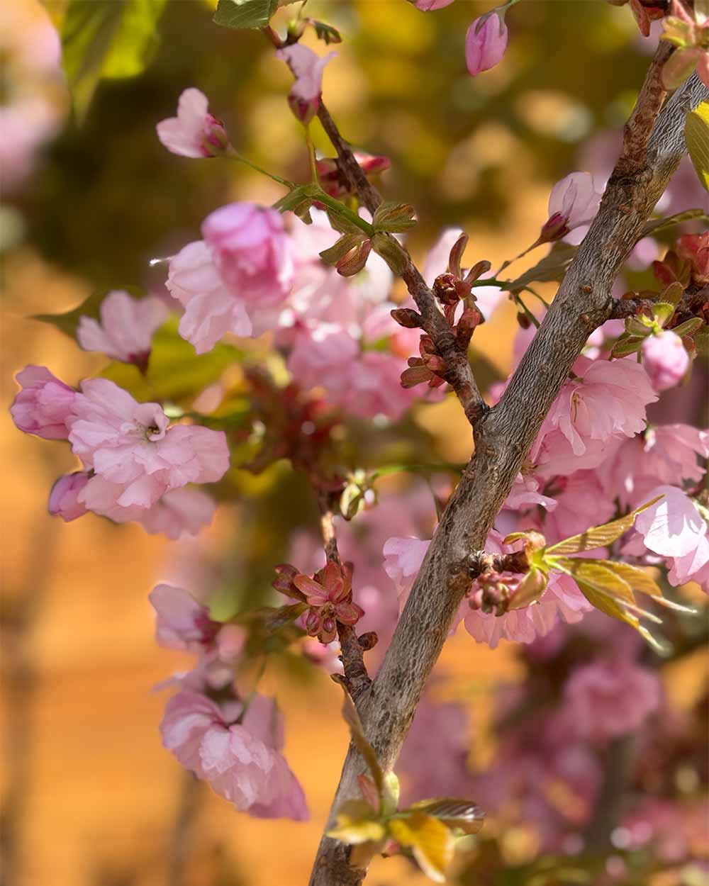 Nelkenzierkirsche - Prunus serrulata ‘Kanzan’ (Mehrstämmig)