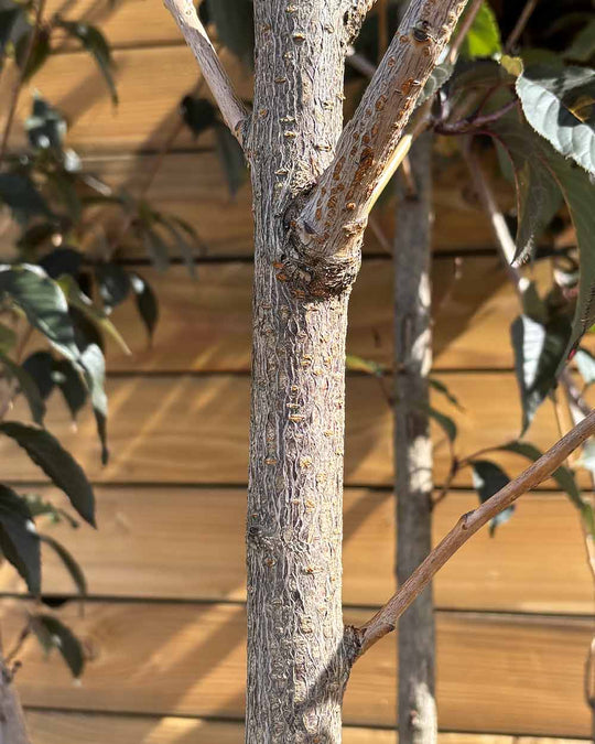 Zierkirsche – Prunus serrulata ‘Royal Burgundy’ (Mehrstämmig) (Pre Sale)