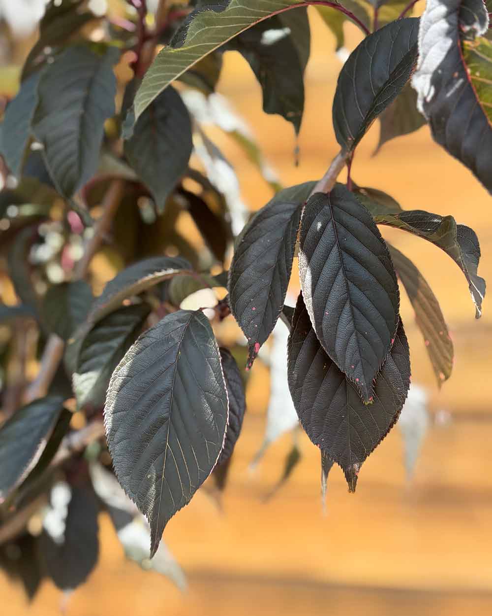 Zierkirsche – Prunus serrulata ‘Royal Burgundy’ (Mehrstämmig) (Pre Sale)