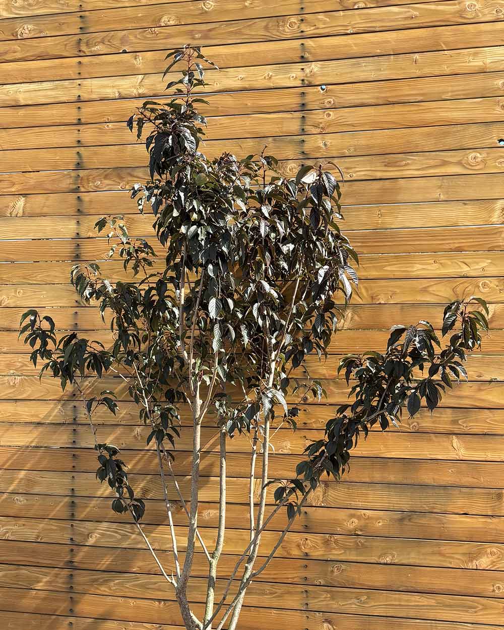 Zierkirsche – Prunus serrulata ‘Royal Burgundy’ (Mehrstämmig) (Pre Sale)