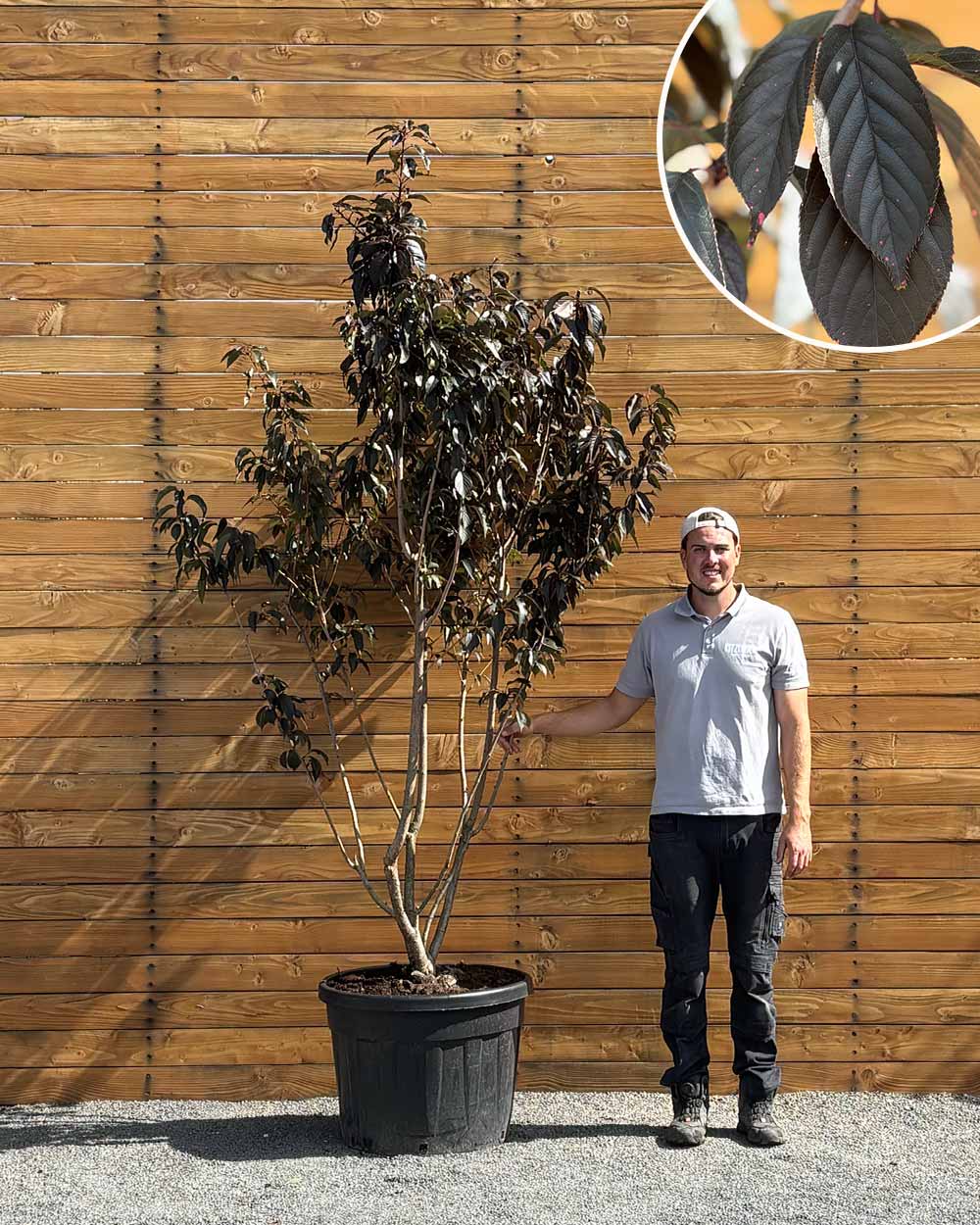 Zierkirsche – Prunus serrulata ‘Royal Burgundy’ (Mehrstämmig) (Pre Sale)