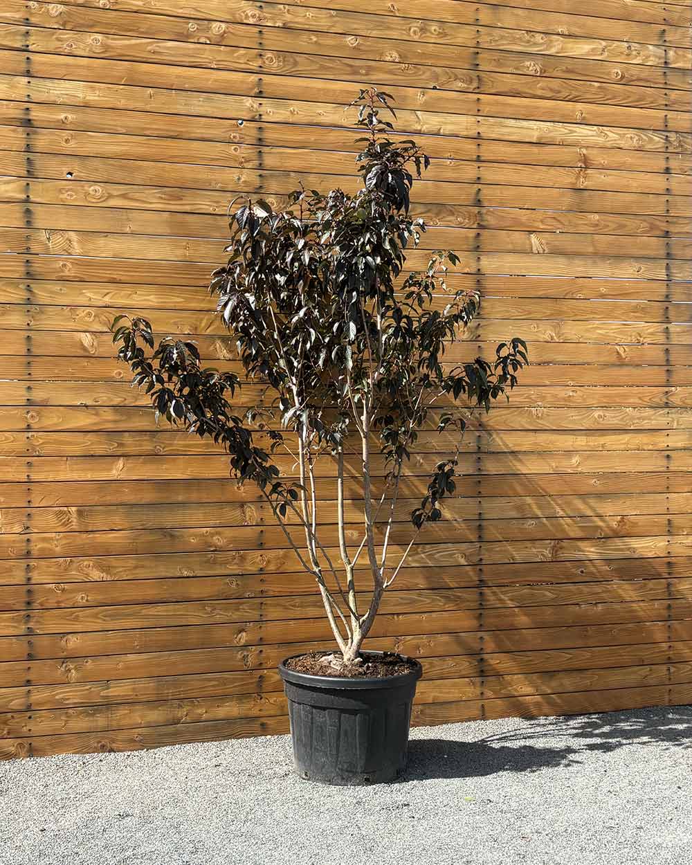 Zierkirsche – Prunus serrulata ‘Royal Burgundy’ (Mehrstämmig) (Pre Sale)