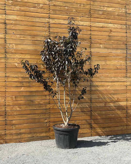 Zierkirsche – Prunus serrulata ‘Royal Burgundy’ (Mehrstämmig) (Pre Sale)