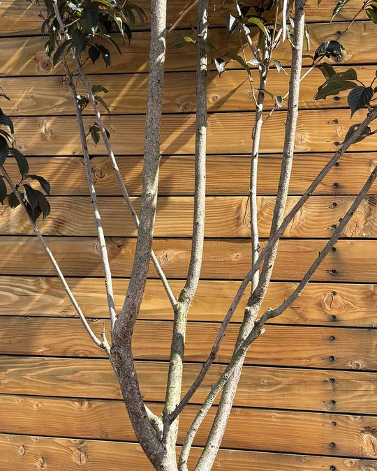 Zierkirsche – Prunus serrulata ‘Royal Burgundy’ (Mehrstämmig) (Pre Sale)