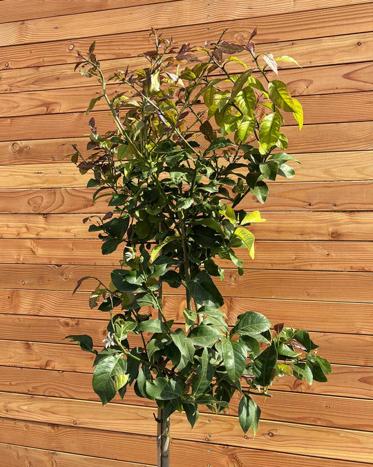 Zitronenbaum L