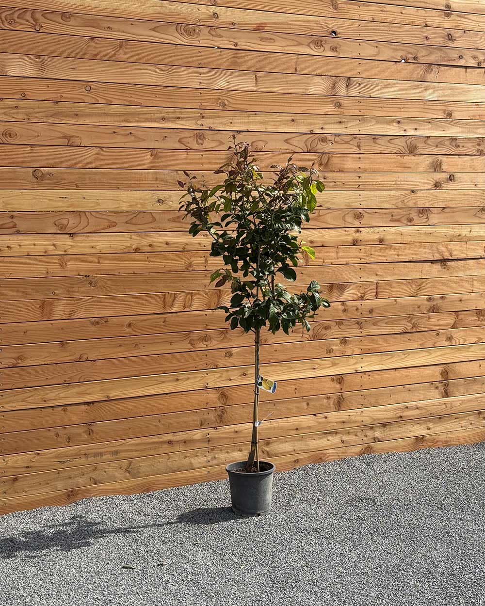 Zitronenbaum L