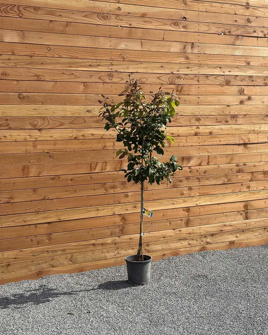Zitronenbaum L