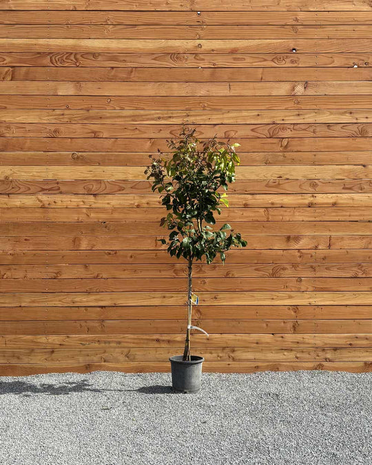 Zitronenbaum L