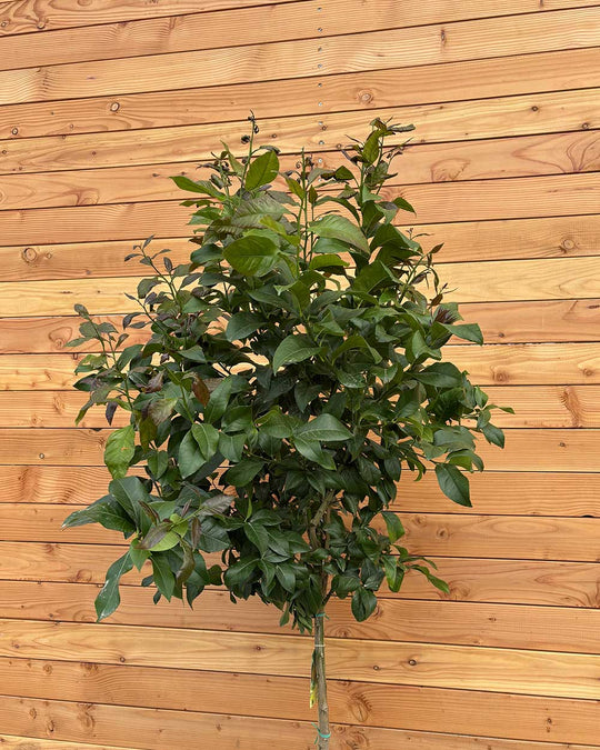 Zitronenbaum XL