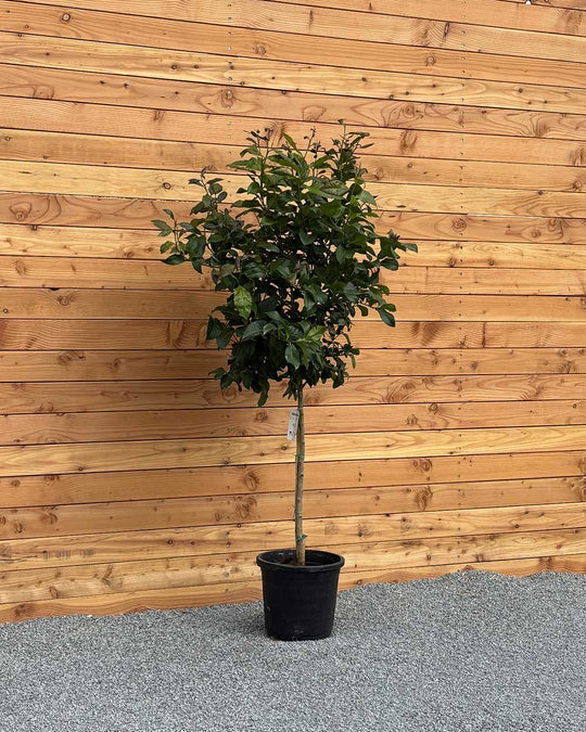 Zitronenbaum XL
