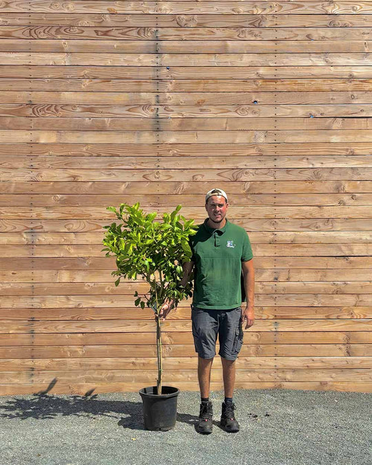 Zitronenbaum XL