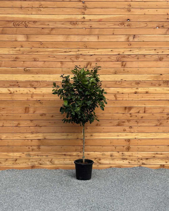 Zitronenbaum XL