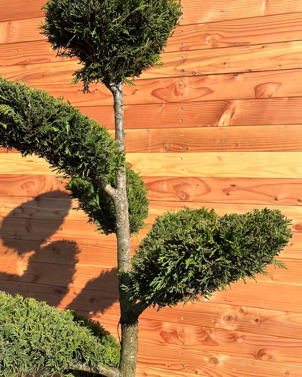 Bonsai Tellerform XXL Cupressus Leylandii Mehrstämmig