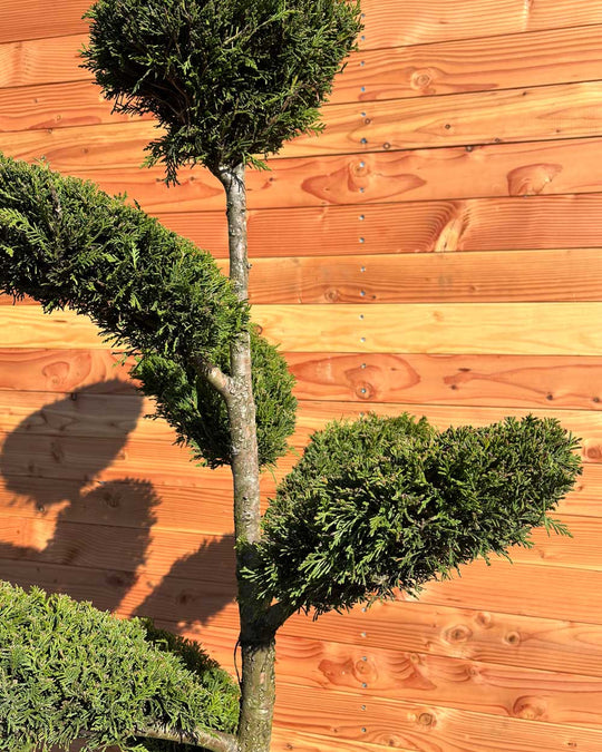 Bonsai Tellerform XXL Cupressus Leylandii Mehrstämmig