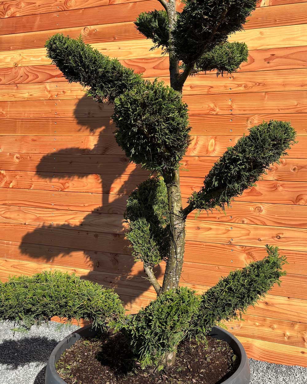Bonsai Tellerform XXL Cupressus Leylandii Mehrstämmig