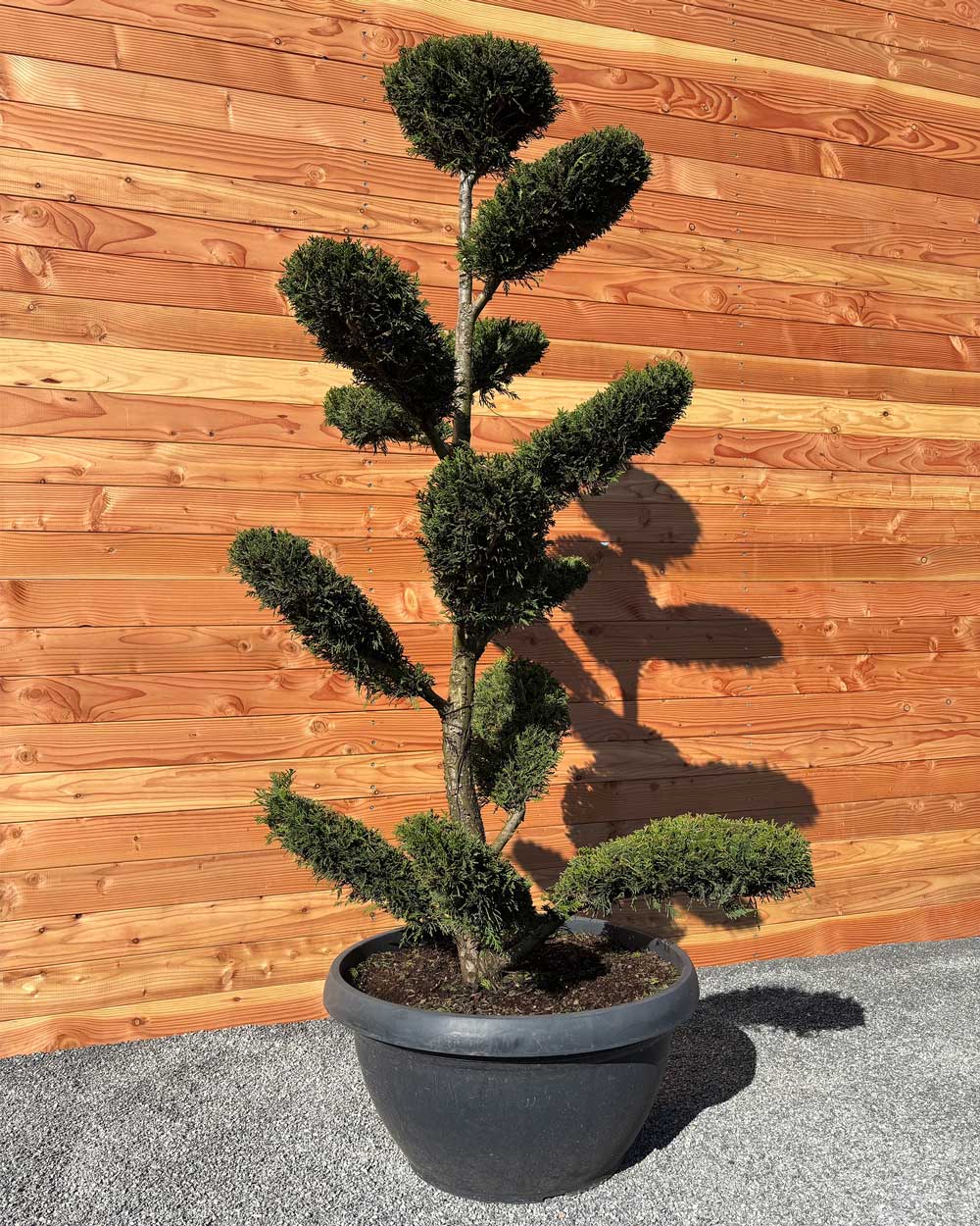 Bonsai Tellerform XXL Cupressus Leylandii