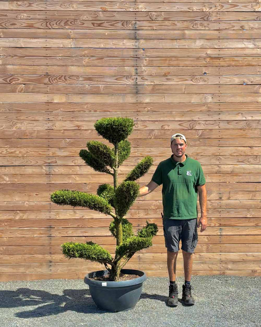 Bonsai Tellerform XXL Cupressus Leylandii Mehrstämmig