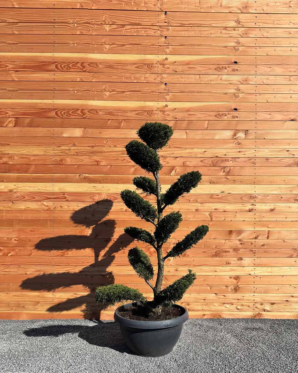 Bonsai Tellerform XXL Cupressus Leylandii Mehrstämmig