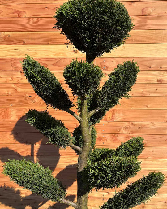 Bonsai Tellerform XL Cupressus Leylandii (B1)