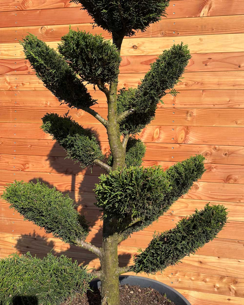 Bonsai Tellerform XL Cupressus Leylandii (B1)