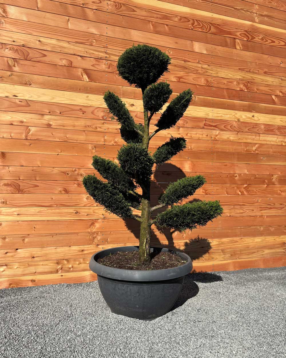 Bonsai Tellerform XL Cupressus Leylandii (B1)