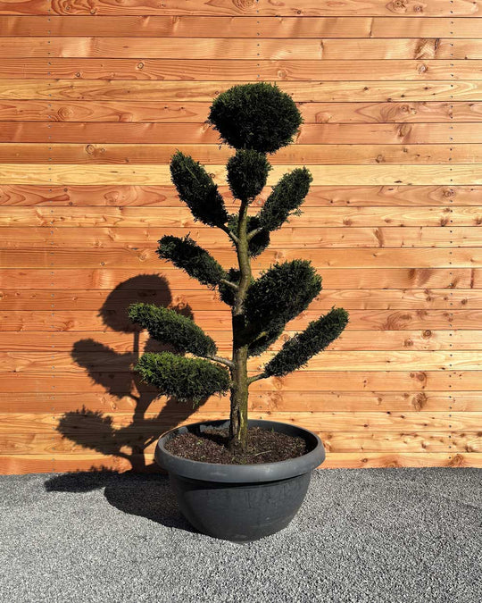 Bonsai Tellerform XL Cupressus Leylandii (B1)