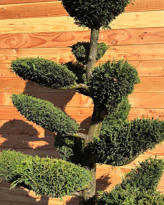 Bonsai Tellerform XL Cupressus Leylandii (B2)