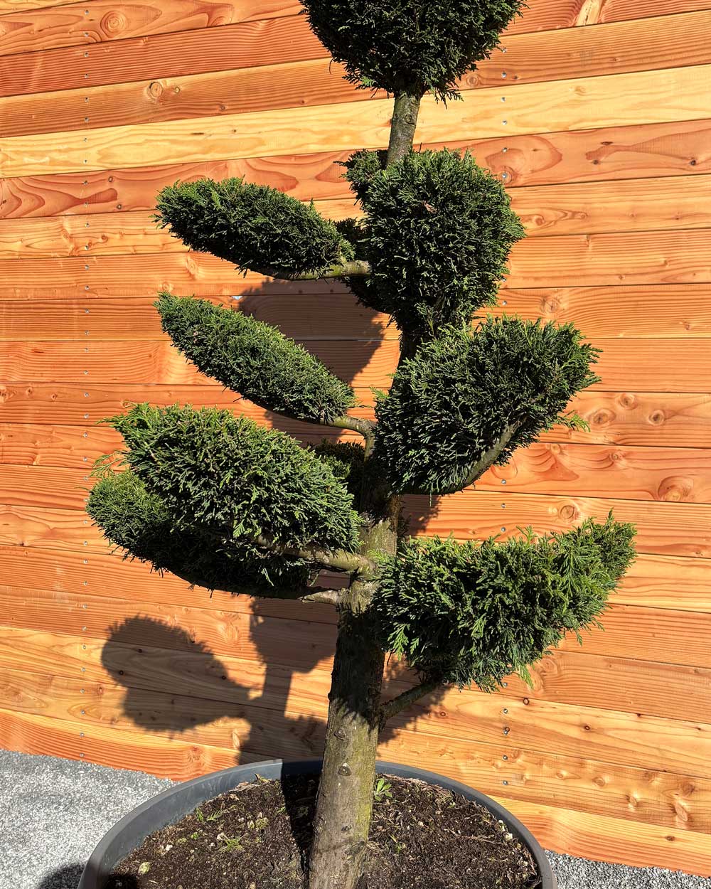 Bonsai Tellerform XL Cupressus Leylandii (B2)