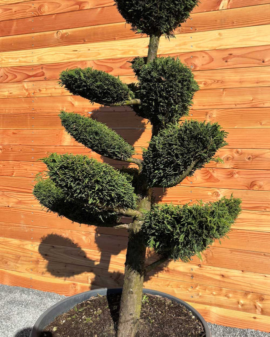 Bonsai Tellerform XL Cupressus Leylandii (B2)