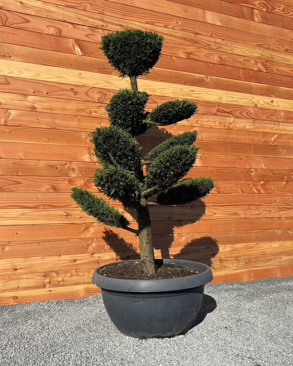 Bonsai Tellerform XL Cupressus Leylandii (B2)