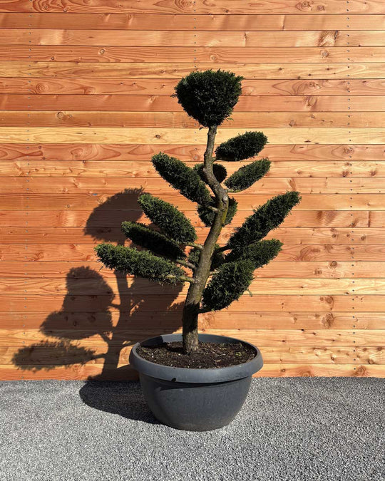 Bonsai Tellerform XL Cupressus Leylandii (B2)