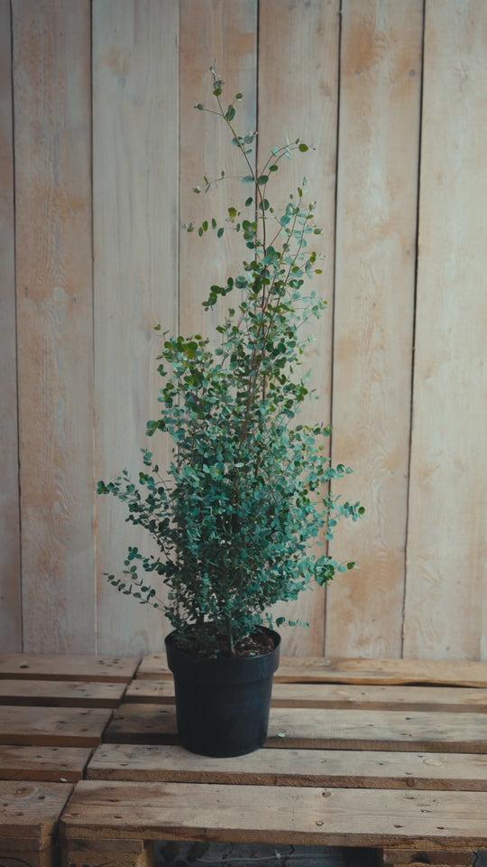 Eukalyptus 'Compact Silver'