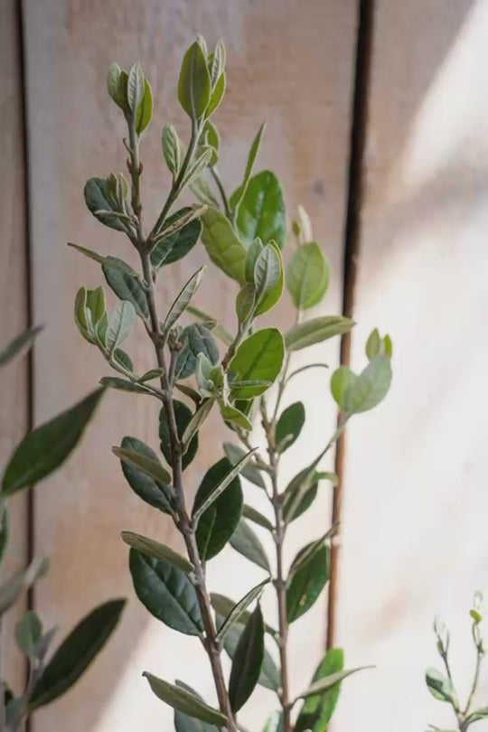 Brasilianische Guave - Acca Sellowiana (Höhe 80-100 cm)